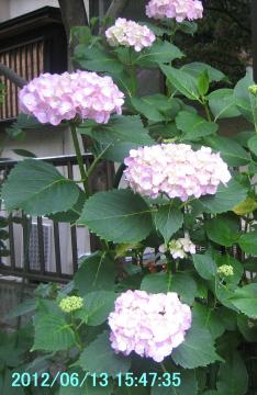 pink hydrangea2a