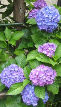 玄関紫陽花１