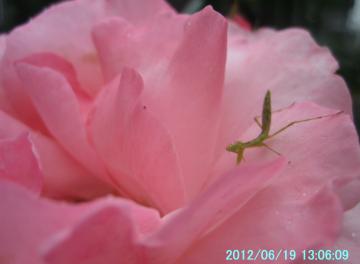 rose and mantis3