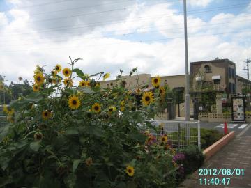 sunflower2