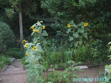 sunfloweratbackyard1