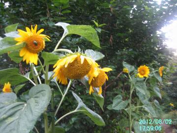 sunfloweratbackyard2