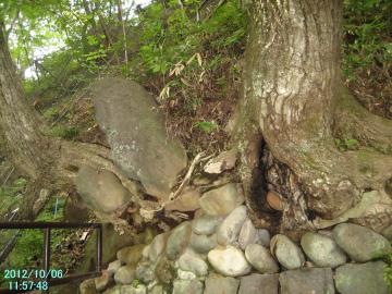 龍王峡の木