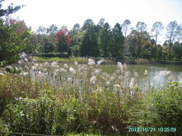 柏の葉公園の池