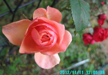 サーモンピンク薔薇