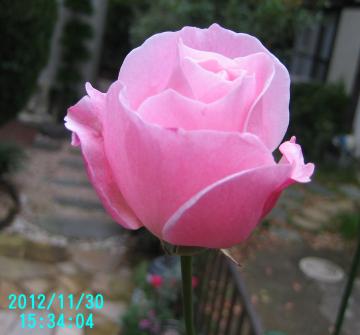 rose by mailbox
