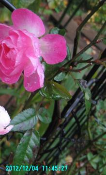 pinkroses at backyard
