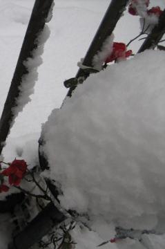 red roses in white snow