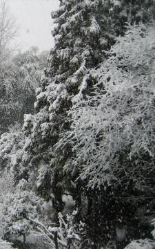 裏の畑野雪景色