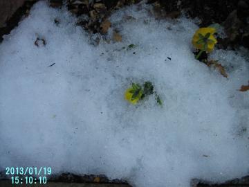 yellow viola under snow