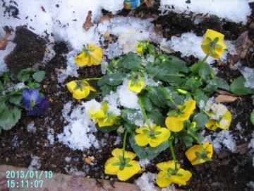 yellow viola without snow