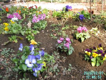 flowers planted newly 2