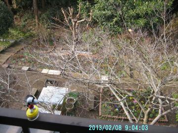 backyard from washitsu