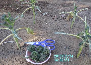 ブロッコリー収穫