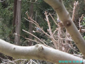 桜の枝のヒヨドリ２