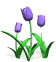 purple tuli
