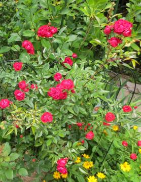 第二花壇赤い薔薇