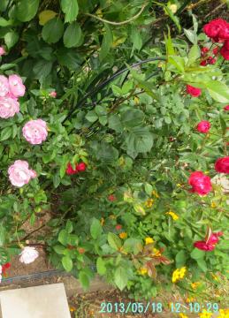 第二花壇ピンク薔薇