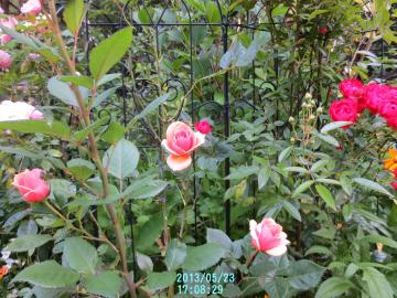 第二段花壇の薔薇３姉妹