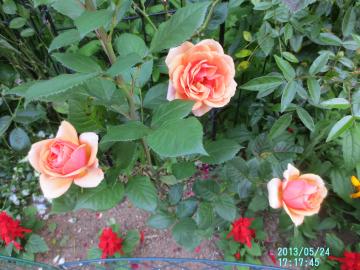 オレンジピンクの薔薇