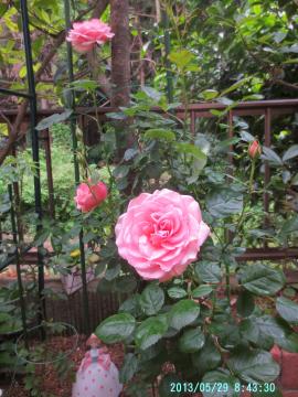 北角花壇ピンクバラ