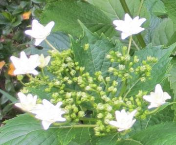 隅田の花火