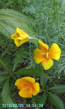 california poppy1