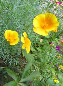 california poppy1