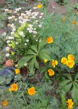 california poppy2