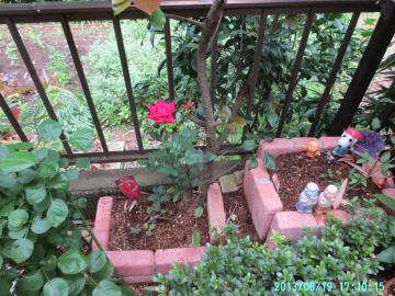 6/19 love in flowerbed