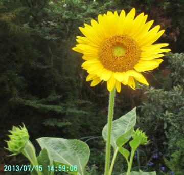 big sunflower 