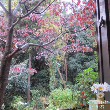 dogwood autumn leaves & backyard from window 2