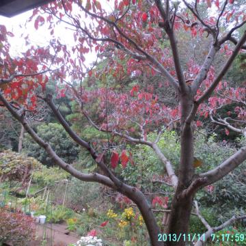 dogwood autumn leaves & backyard from window 3
