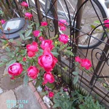 polyantha roses at entrance flower bed
