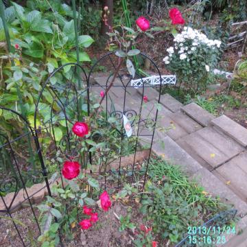 polyantha red roses at backyard