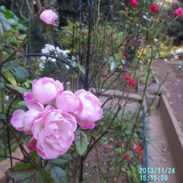 pink roses at backyard