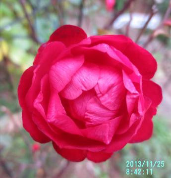 polyantha rose メイワンダ
