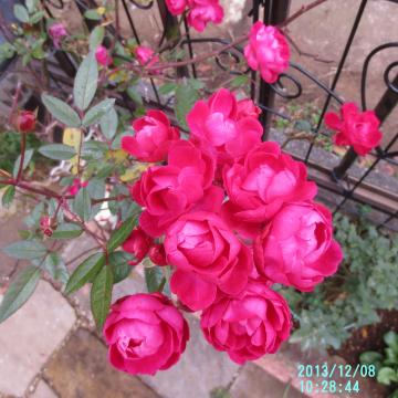 polyantha rose in slim flower bed