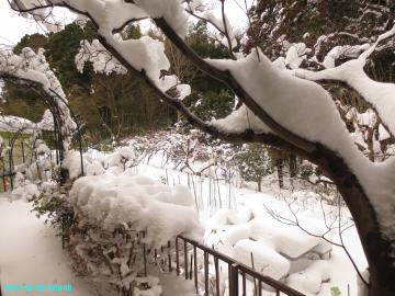 090906 ハナミズキと裏の雪景色
