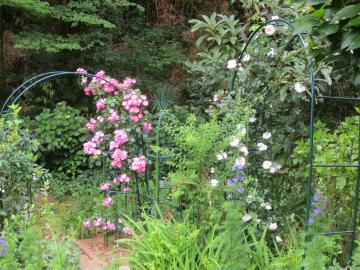 2013年５月段花壇のバラ