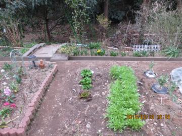 水菜とレタスと第三花壇