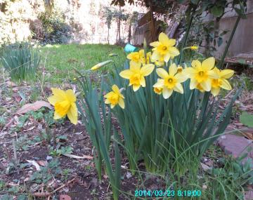 daffodils near orange tree