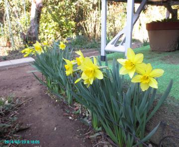 daffodils near table set