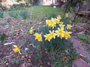 daffodils near orange tree