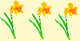 daffodils left side