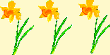 daffodils right side