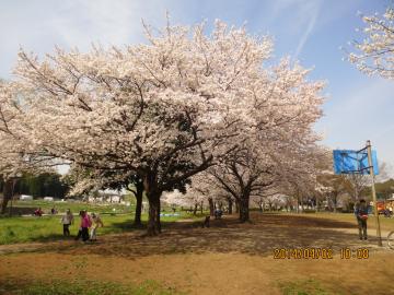 大堀川沿いの桜