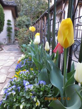 entrance gardenbed tulips