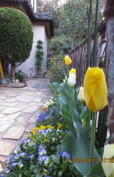 tulips and violas