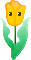 orange tulip